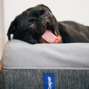 New Arrivals Organic pet matress