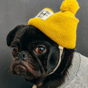 New Arrivals Dog Yellow Beanny