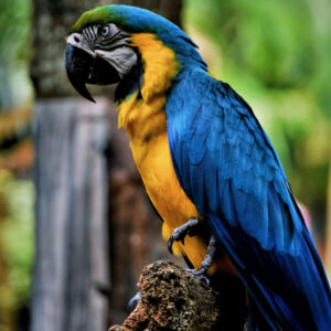 Collections Amazon Parrot
