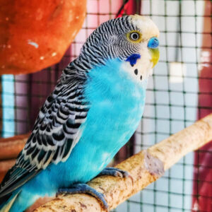 New Arrivals Exotic Parrot